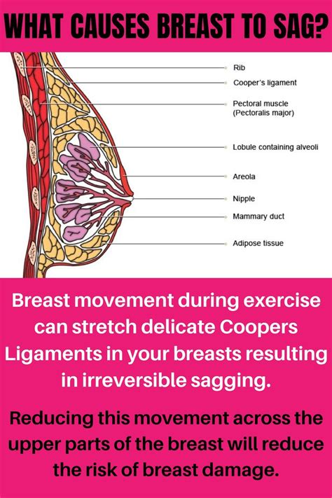 supple breast meaning.